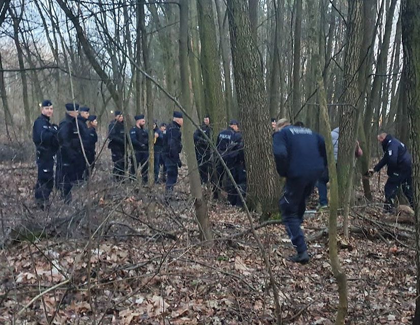 Obława na dzika w okolicach Lasu Borkowskiego. Zaatakował 3 osoby. Szarżował na policjantów