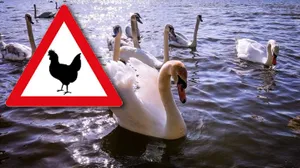 Ptasia grypa w Małopolsce! Jest nowe ognisko