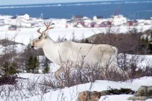 Bez nich Święty Mikołaj byłby bezradny. To fantastyczne zwierzęta