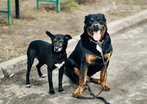Zwierzaki czekają na Twoją pomoc! W całym Krakowie ruszyła zbiórka dla KTOZ-u
