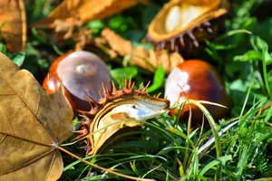 Kasztany jako naturalny sposób na pająki i owady – prosty trik, który warto znać!