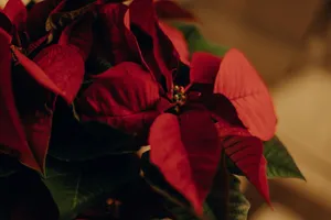 Jak zadbać o gwiazdę betlejemską, by kwitła dłużej niż do Nowego Roku?