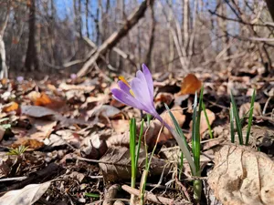 Najpiękniejsze krokusy w Polsce? Brzeźnica zachwyca! [GALERIA ZDJĘĆ]