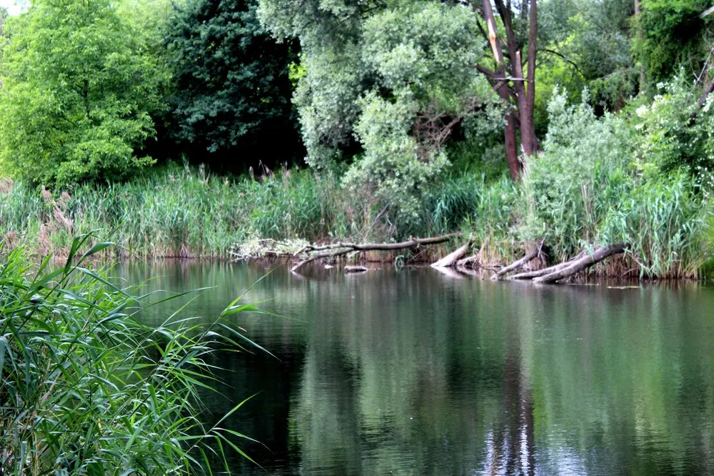 Raj dla ptaków, a nawet... dla bobra. Krakowianie chcą nowego parku. "Bez ryzyka wysokich odszkodowań"