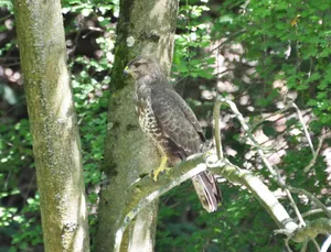 Zauważył go między konarami. Od razu powiadomił służby [WIDEO]