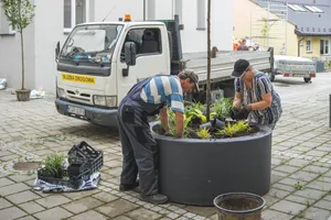 "Zielona" inicjatywa w Gorlicach. W centrum będzie więcej roślin