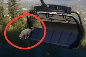 Wraca sprawa śmierci psa na Polanie Szymoszkowej. Sąd rozpatrzy skargę obrońców zwierząt