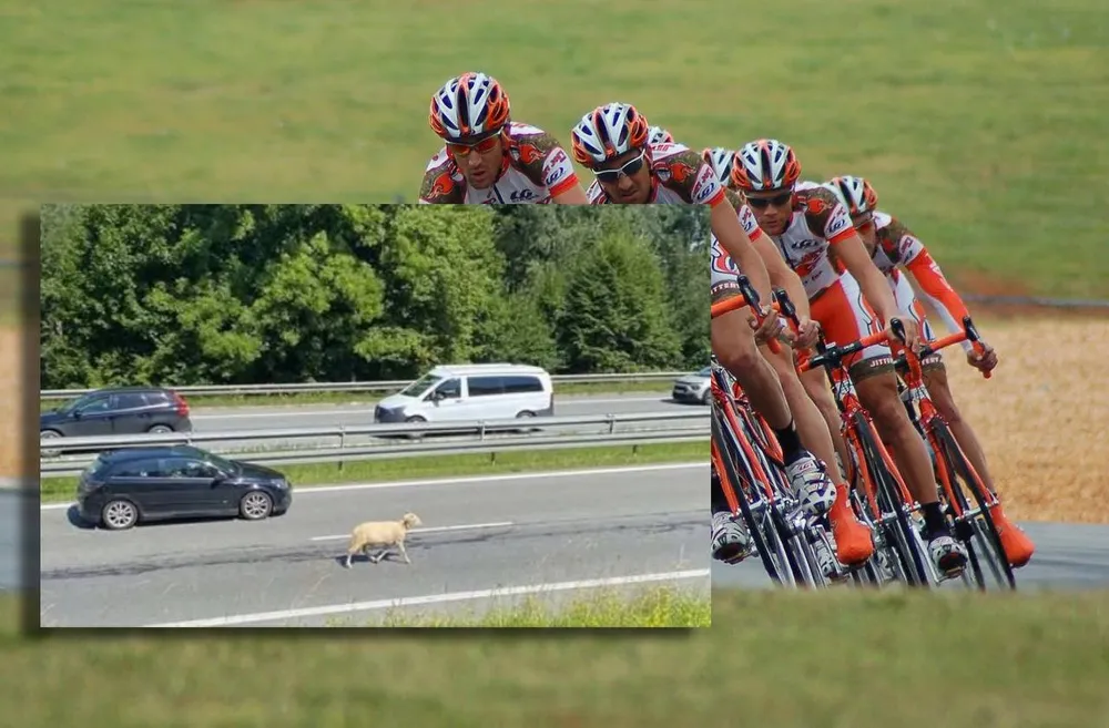 Owca biegaczka na DK47 w Chabówce. Chciała konkurować z Tour de Pologne… ale bez roweru