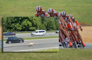 Owca biegaczka na DK47 w Chabówce. Chciała konkurować z Tour de Pologne… ale bez roweru