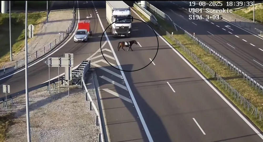 [WIDEO] Koń na ekspresówce. Lawirował między samochodami