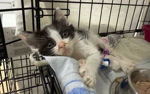 "Potrzebujemy pomocy – teraz". Krakowskie schronisko zmaga się z nadmiarem kociąt