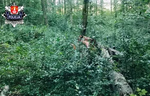 Koszmarny wypadek podczas prac leśnych w Małopolsce. Nie żyje mężczyzna