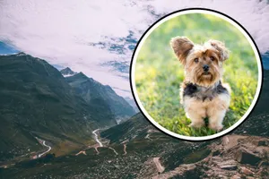 Zdobył szczyt Tatr z... Yorkiem u boku. Internauci są podzieleni