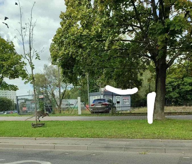 Mieszkańcy Krakowa przecierają oczy. W mieście pojawił się egzotyczny ssak