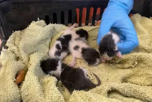 Bohaterowie z Małopolski. 12-latkowie uratowali życie czterem kociakom