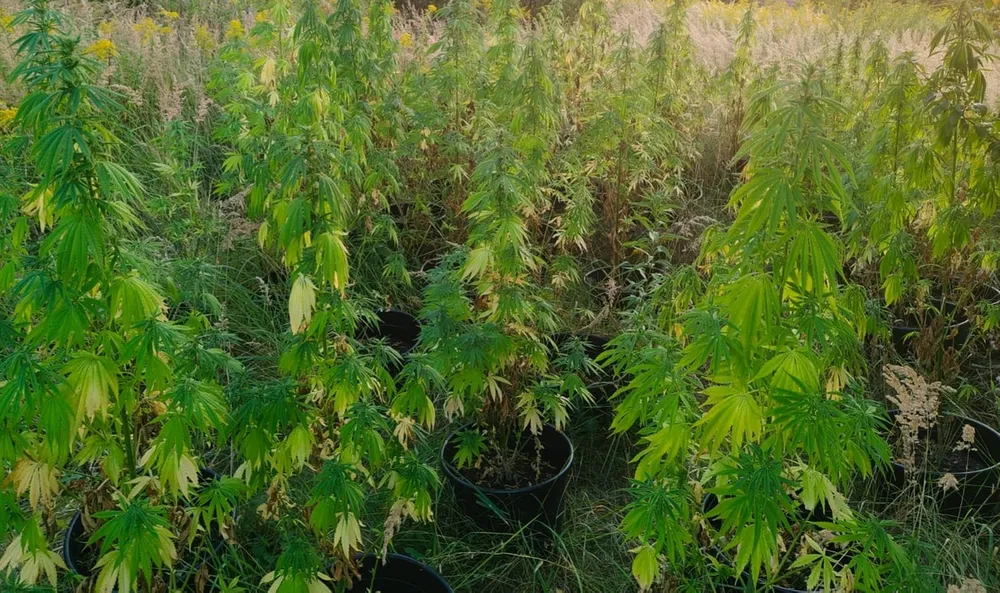 Policjanci zlikwidowali nielegalną plantację marihuany wartą 100 tysięcy złotych