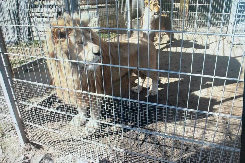 Nielegalny cyrk w Małopolsce? Mieszkaniec Czchowa przetrzymywał lwy i tygrysa