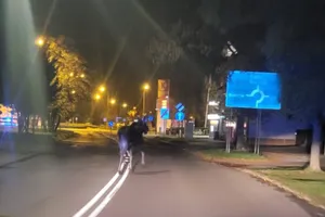 Nietypowy gość na ulicach Tarnowa. W nocy po jezdni przechadzał się łoś