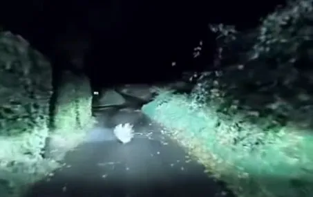 Kolczasty uciekinier widziany pod Krakowem. Mieszkańcy przecierali oczy ze zdumienia [WIDEO]