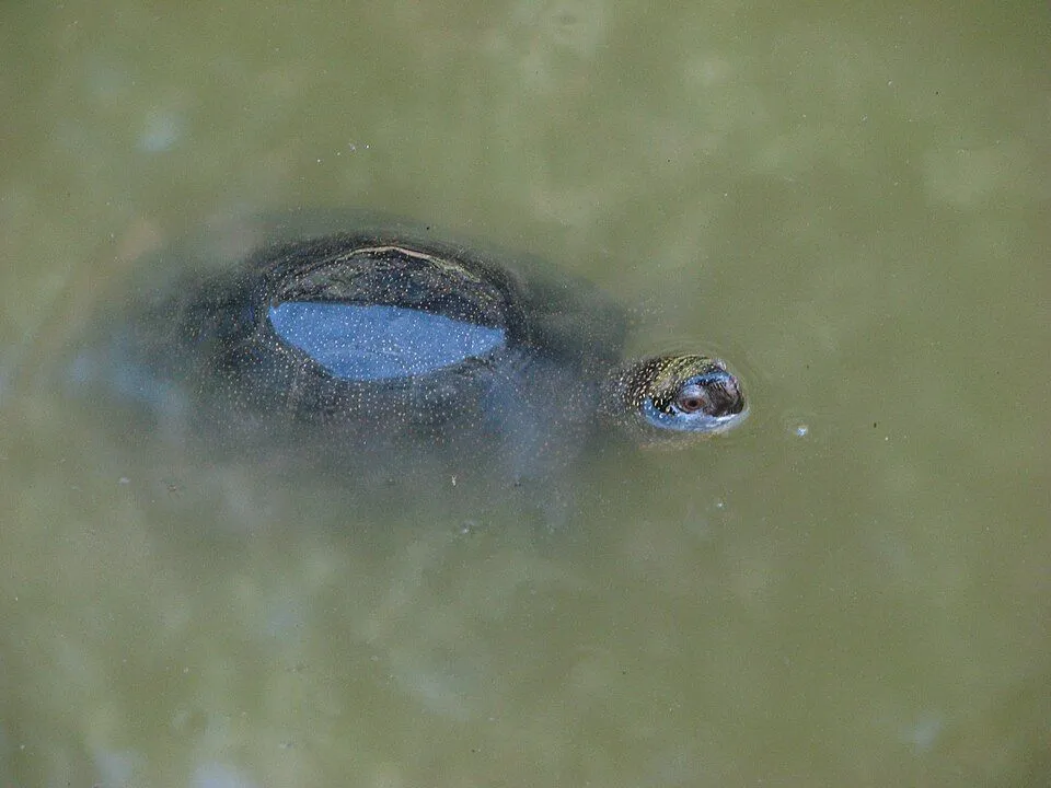 Cichy mistrz polskich bagien. Jego życie to prawdziwa przygoda