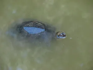 Cichy mistrz polskich bagien. Jego życie to prawdziwa przygoda