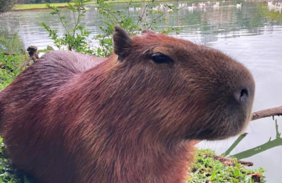 Ma w sobie coś. To dlatego zafascynowała świat
