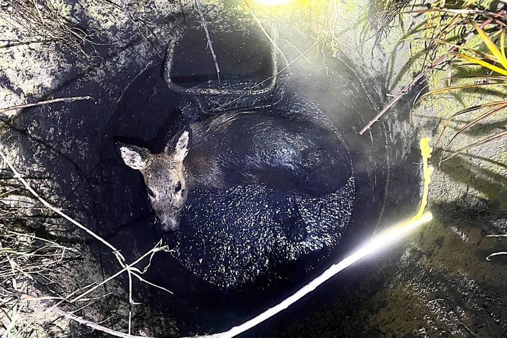 Młoda sarna uratowana ze studzienki w Krakowie. Wspólna akcja strażników i strażaków