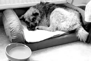 Tragedia pod Dąbrową Tarnowską. Zmarł pies zostawiony w lesie