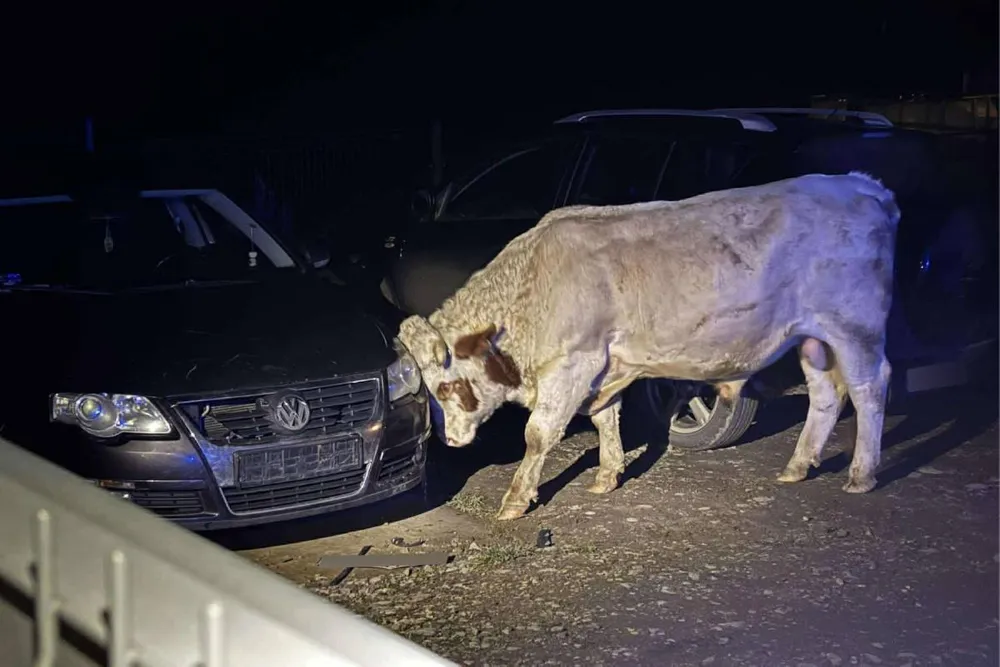 Uciekające byki postawiły na nogi służby w powiecie gorlickim. Dwugodzinna akcja z użyciem drona