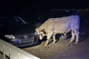 Uciekające byki postawiły na nogi służby w powiecie gorlickim. Dwugodzinna akcja z użyciem drona