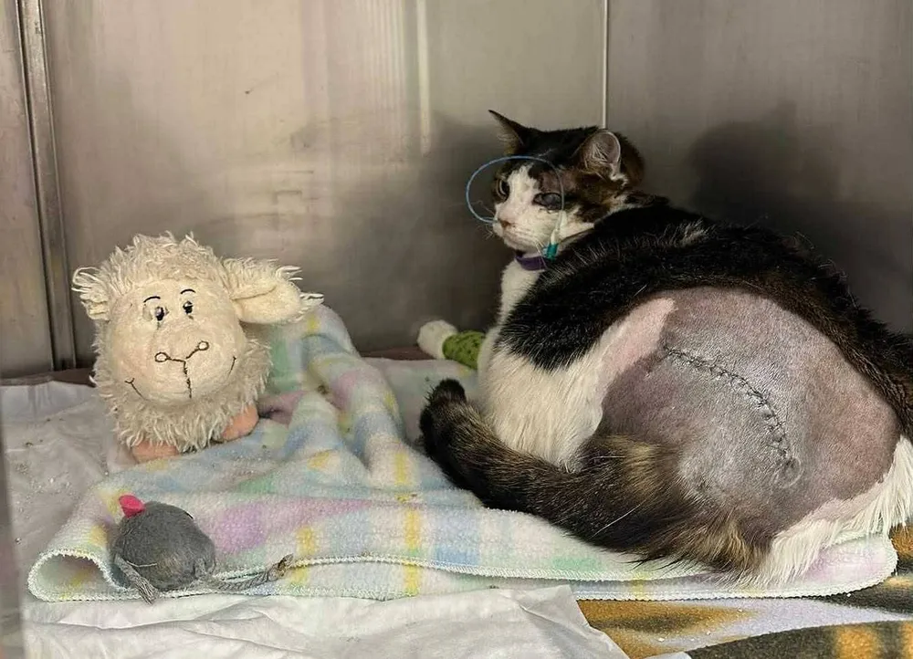 Pandek: wyrok w sprawie skatowanego kota zaskakujaco niski. KTOZ zapowiada sprzeciw