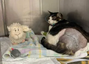 Pandek: wyrok w sprawie skatowanego kota zaskakujaco niski. KTOZ zapowiada sprzeciw