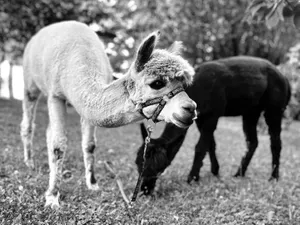 Alpaki zginęły w męczarniach. Agresywne psy gorsze od wilków