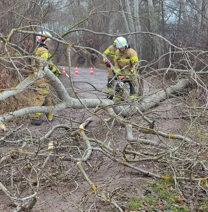 Bobry sparaliżowały drogę na obrzeżach Krakowa