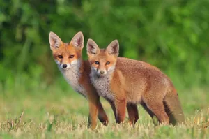 Kraków na pomoc zwierzętom. Powstanie Ośrodek Rehabilitacji Dzikich Zwierząt