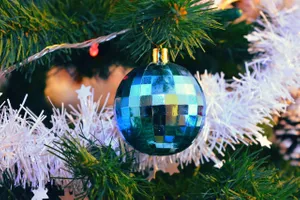 Nie każda „żywa” choinka przeżyje święta. Gdzie oddać drzewko, aby dać mu "drugie życie"?