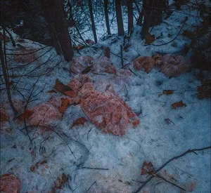 Skrajna głupota czy przestępstwo? 130 kg mięsa wyrzucone do lasu w Szczawnicy