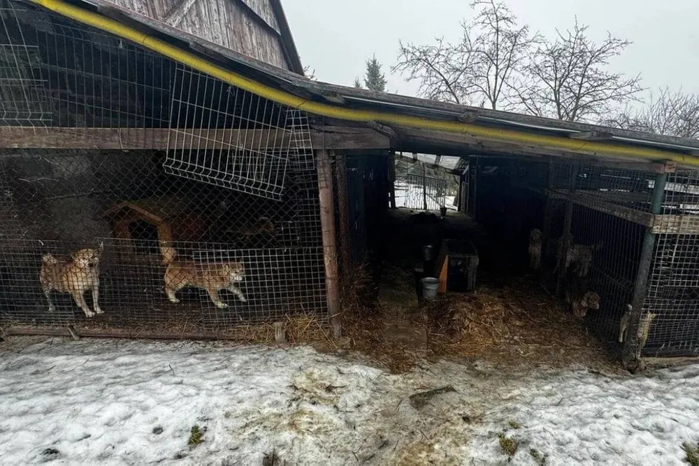 Wieliccy policjanci ujawnili nieprawidłowości w opiece nad zwierzętami