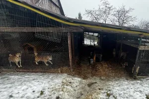 Wieliccy policjanci ujawnili nieprawidłowości w opiece nad zwierzętami