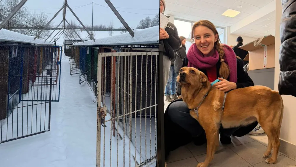 Puste boksy a zwierzaki… "w domach, grzeją się na kanapach"