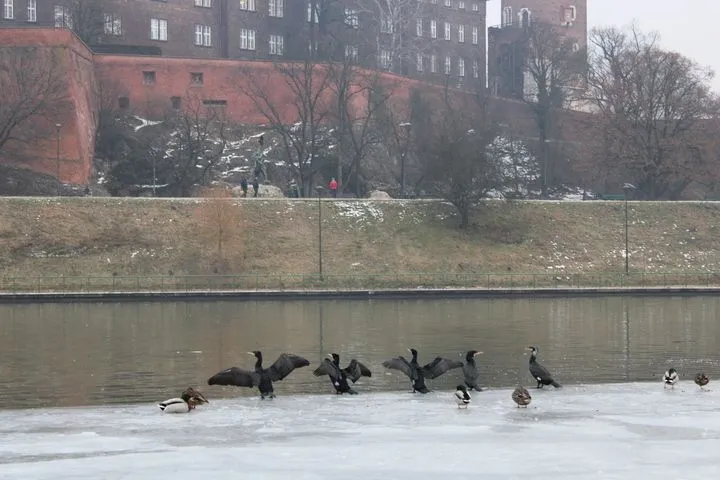 Ekspert o kormoranach pod Wawelem: „Czy naprawdę chcemy, żebyśmy tylko my mieli prawo do połowów?”