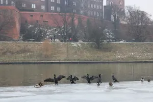 Ekspert o kormoranach pod Wawelem: „Czy naprawdę chcemy, żebyśmy tylko my mieli prawo do połowów?”
