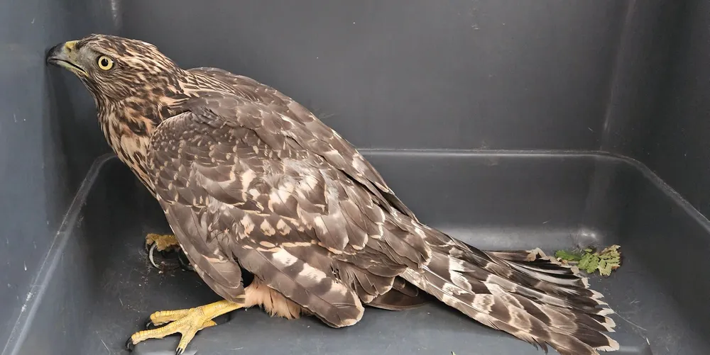 Co za historia z Małopolski. Małżeństwo uratowało życie rannego jastrzębia