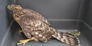 Co za historia z Małopolski. Małżeństwo uratowało życie rannego jastrzębia