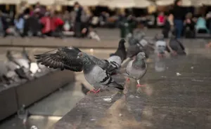 Kraków chce ograniczyć liczbę gołębi. Ma metodę, której się nie spodziewacie