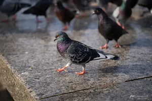 Kraków znalazł sposób na zwalczenie problemu. Antykoncepcja dla gołębi i dzików?