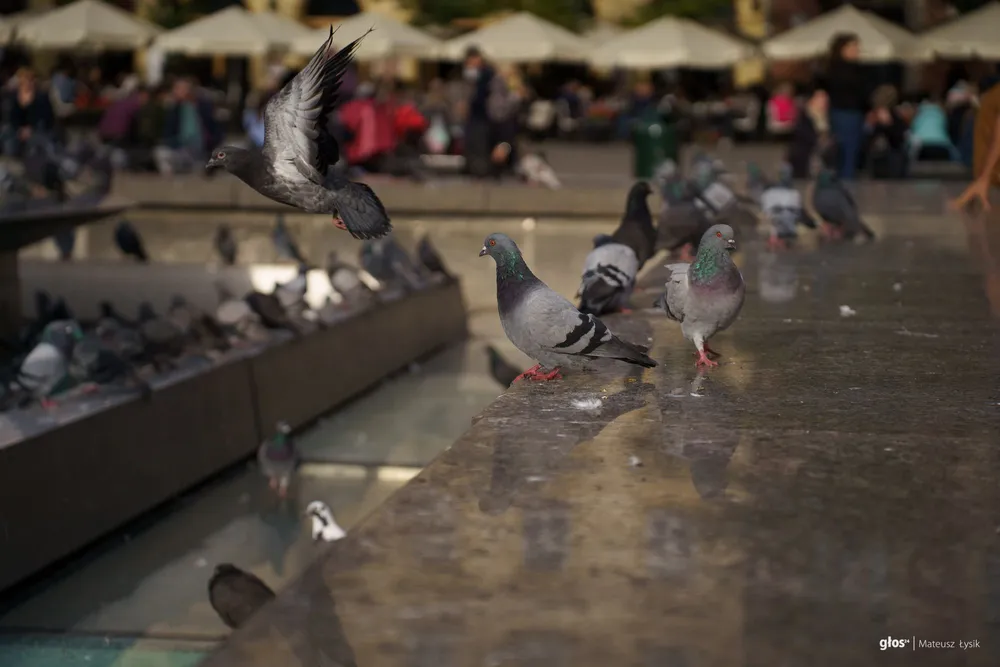 Ptasia grypa w Małopolsce. Jest rozporządzenie i zakazy dla trzech powiatów
