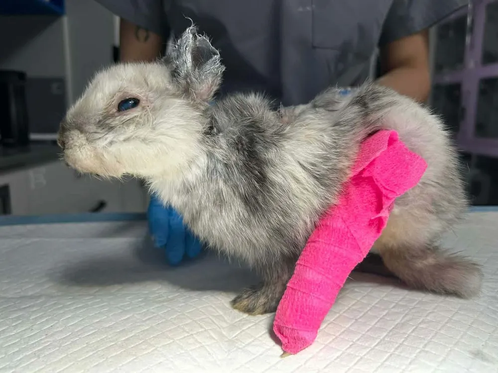 Skatowany królik znaleziony w krakowskim parku. Konieczna była amputacja