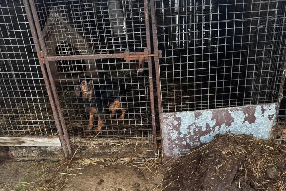 Seniorka z zarzutem znęcania się nad zwierzętami. W Wieliczce zabiezpieczono prawie 150 psów