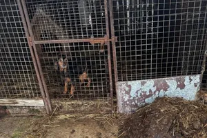 Seniorka z zarzutem znęcania się nad zwierzętami. W Wieliczce zabiezpieczono prawie 150 psów